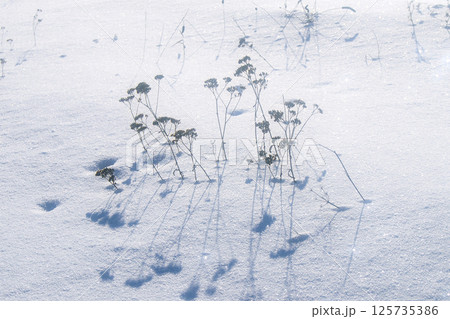 Silhouette of wildflowers in the snow Silhouette of wildflowers in the snow 125735386