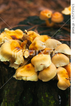 Wild orange mushrooms on a stump Wild orange mushrooms on a stump 125735421