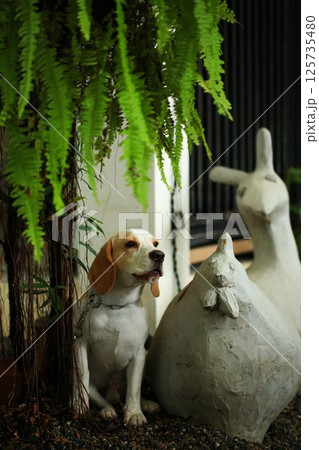 Portrait of a cute beagle dog, young brown beagle. Selective focus. Portrait of a cute beagle dog, young brown beagle. Selective focus. 125735480
