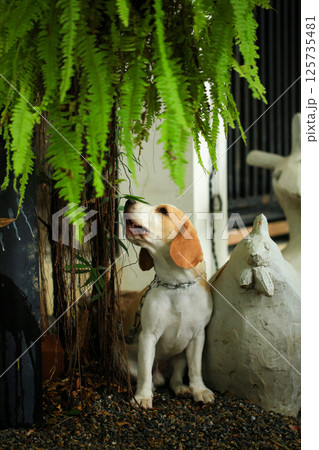 Portrait of a cute beagle dog, young brown beagle. Selective focus. 125735481