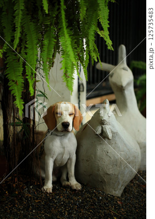 Portrait of a cute beagle dog, young brown beagle. Selective focus. Portrait of a cute beagle dog, young brown beagle. Selective focus. 125735483