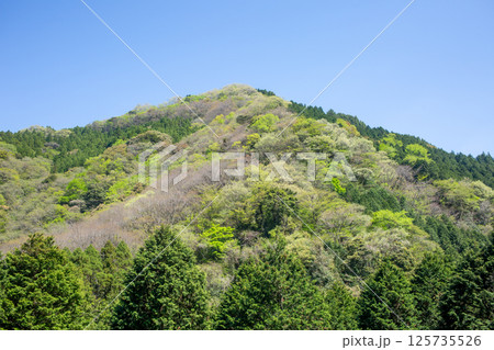 新緑の黒岳山麓 125735526
