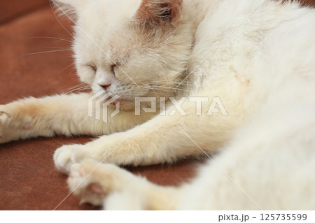 White cat resting on the sofa 125735599