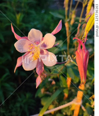 Flower Aquilegia. Blooming flower with white pink petals and yellow stamens on green stem, drops of dew at sunrise sunset summer morning evening. Flowering plant in spring summer. Background Flower Aquilegia. Blooming flower with white pink petals and yellow stamens on green stem, drops of dew at sunrise sunset summer morning evening. Flowering plant in spring summer. Background 125736163