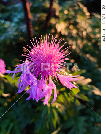 Blooming pink flower cornflower. Blooming cornflower flower with many thin pink petals on stem with green leaves on a sunny summer morning. Flowering plant. Spring summer. Natural Background 125736182
