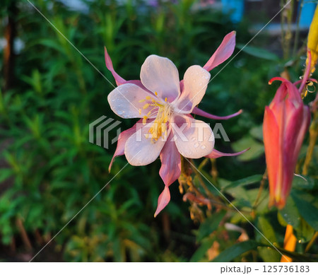 Flower Aquilegia. Blooming flower with white pink petals and yellow stamens on green stem, drops of dew at sunrise sunset summer morning evening. Flowering plant in spring summer. Background 125736183