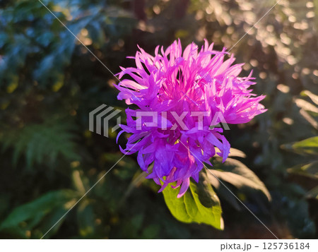 Blooming pink flower cornflower. Blooming cornflower flower with many thin pink petals on stem with green leaves on a sunny summer morning. Flowering plant. Spring summer. Natural Background Blooming pink flower cornflower. Blooming cornflower flower with many thin pink petals on stem with green leaves on a sunny summer morning. Flowering plant. Spring summer. Natural Background 125736184