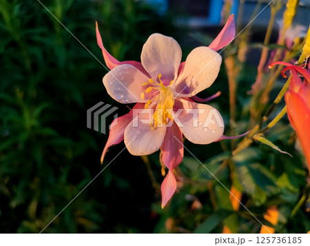 Flower Aquilegia. Blooming flower with white pink petals and yellow stamens on green stem, drops of dew at sunrise sunset summer morning evening. Flowering plant in spring summer. Background 125736185