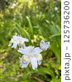 シャガの花が咲く初夏の林床 125736200