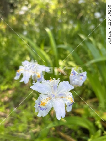 シャガの花が咲く初夏の林床 125736200
