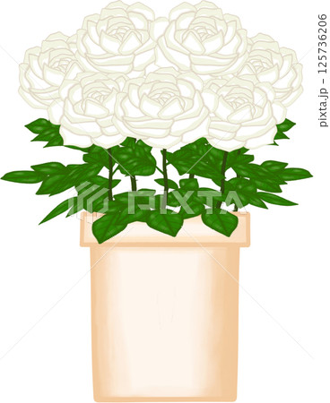Beautiful blossom white roses in the creamy ceramic pot for decorate home or cafe or flower shop Beautiful blossom white roses in the creamy ceramic pot for decorate home or cafe or flower shop 125736206