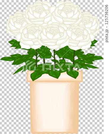 Beautiful blossom white roses in the creamy ceramic pot for decorate home or cafe or flower shop Beautiful blossom white roses in the creamy ceramic pot for decorate home or cafe or flower shop 125736206