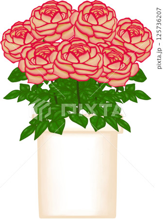 Beautiful blossom kordes jubilee rose in the creamy ceramic pot for decorate home or cafe or flower shop. Beautiful blossom kordes jubilee rose in the creamy ceramic pot for decorate home or cafe or flower shop. 125736207