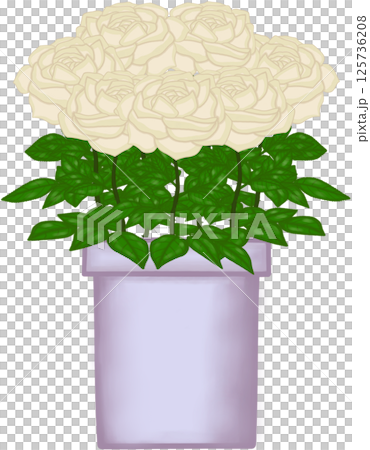 Beautiful blossom creamy roses in the purple ceramic pot for decorate home or cafe or flower shop Beautiful blossom creamy roses in the purple ceramic pot for decorate home or cafe or flower shop 125736208