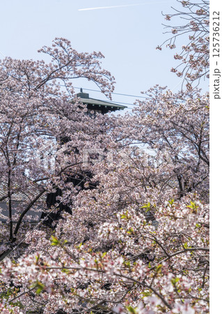 春の大垣市の景色 春の大垣市の景色 125736212