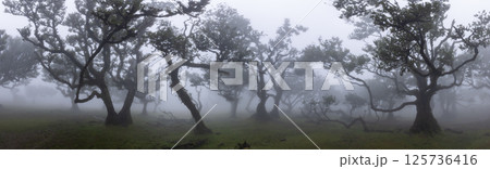 Fanal forest , old mystical trees in Madeira island, Portugal, Unesco 125736416