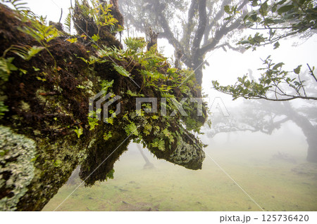 Fanal forest , old mystical trees in Madeira island, Portugal, Unesco 125736420