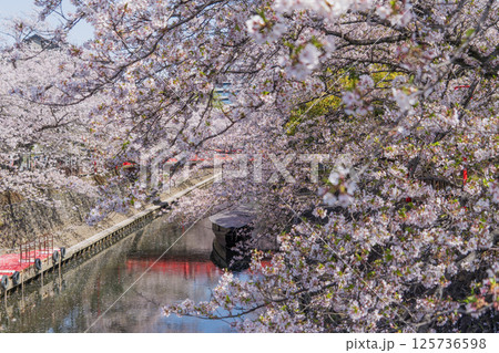 春の大垣市の景色 125736598