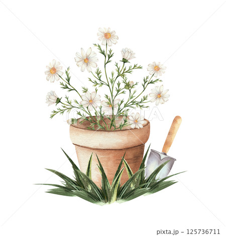 Chamomile in clay pot in grass and garden spade. Homemade flower with white petals and yellow center, bouquet. Hand drawn watercolor, isolated, white background. For decoration, garden. Chamomile in clay pot in grass and garden spade. Homemade flower with white petals and yellow center, bouquet. Hand drawn watercolor, isolated, white background. For decoration, garden. 125736711