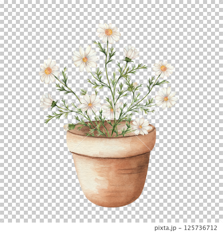 Chamomile in a clay pot. Homemade flower with white petals and yellow center, bouquet. Hand painted in watercolor, isolated on white background. For decor, garden, vegetable garden. 125736712