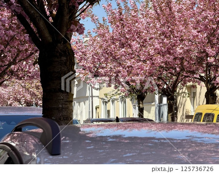 Blooming cherry trees reflection in car roof Blooming cherry trees reflection in car roof 125736726