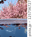 Blooming cherry trees reflection in car roof 125736727