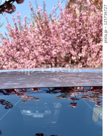 Blooming cherry trees reflection in car roof Blooming cherry trees reflection in car roof 125736727