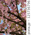 Blooming cherry tree branches against blue sky 125736796
