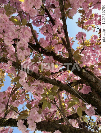 Blooming cherry tree branches against blue sky 125736796
