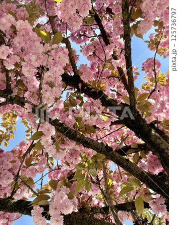 Blooming cherry tree branches against blue sky Blooming cherry tree branches against blue sky 125736797