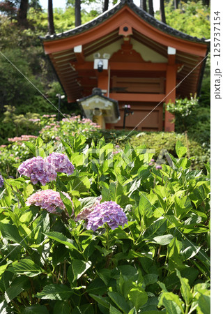 三室戸寺　あじさい園のアジサイ(京都府宇治市) 125737154