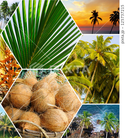 Coconut palm garden, ripe coconuts close up, beach and tropical landscapes. Collage. Coconut palm garden, ripe coconuts close up, beach and tropical landscapes. Collage. 125737215