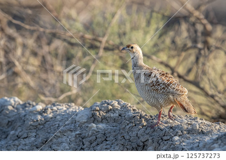 grey francolin or grey partridge or Francolinus pondicerianus close up or portrait in natural green background in jungle safari at Ranthambore national park forest tiger reserve rajasthan india asia grey francolin or grey partridge or Francolinus pondicerianus close up or portrait in natural green background in jungle safari at Ranthambore national park forest tiger reserve rajasthan india asia 125737273