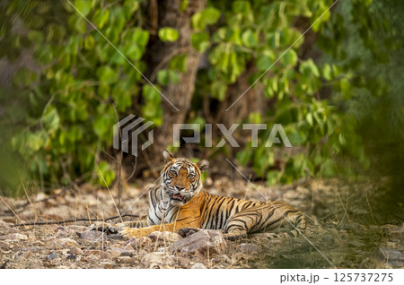 Indian wild royal bengal female tiger or panthera tigris fine art portrait sitting in open green background in evening jungle safari drive at ranthambore national park forest reserve rajasthan india Indian wild royal bengal female tiger or panthera tigris fine art portrait sitting in open green background in evening jungle safari drive at ranthambore national park forest reserve rajasthan india 125737275