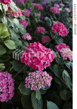 Pink hydrangeas blooming in garden during springtime Pink hydrangeas blooming in garden during springtime 125737374