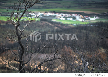 Burnt trees dominating landscape after devastating wildfire near village Burnt trees dominating landscape after devastating wildfire near village 125737377