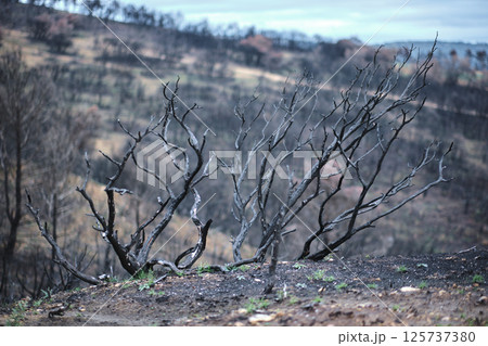 Burnt trees dominating desolate landscape after wildfire in forest 125737380