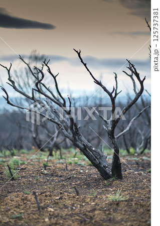 Burned trees and charred ground showing forest fire damage Burned trees and charred ground showing forest fire damage 125737381