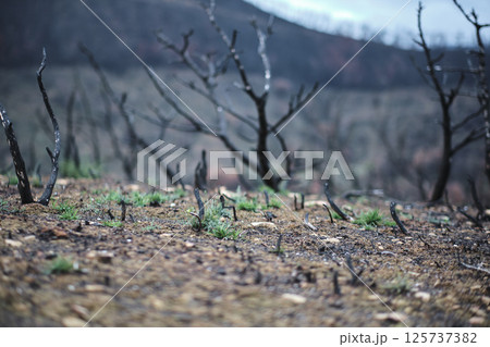 New green grass growing in burned forest showing hope and rebirth 125737382