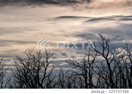Burned trees silhouetted against cloudy sky at sunset 125737388