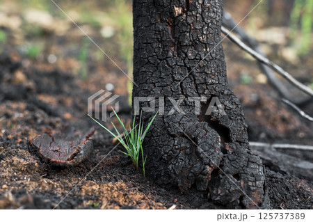 New plant growing near burnt tree after wildfire in forest New plant growing near burnt tree after wildfire in forest 125737389