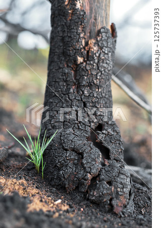 New plant growing near burnt tree after wildfire in forest 125737393