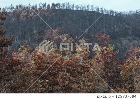 Burnt forest showing new growth after wildfire Burnt forest showing new growth after wildfire 125737394