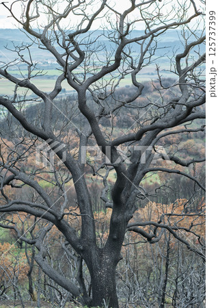 Burnt tree stands tall in a devastated forest landscape Burnt tree stands tall in a devastated forest landscape 125737399