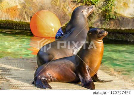 pair of California sea lions bask in sun. Zalophus californianus. pair of California sea lions bask in sun. Zalophus californianus. 125737477
