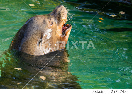 pair of California sea lions bask in sun. Zalophus californianus. 125737482