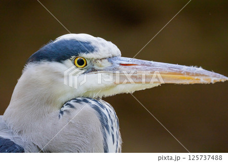l gray heron . bird is several shades of grey with a long beak. 125737488