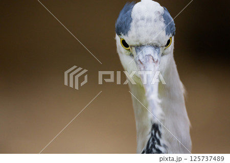 l gray heron . bird is several shades of grey with a long beak. 125737489