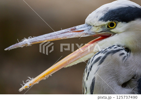 l gray heron . bird is several shades of grey with a long beak. 125737490