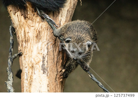 Binturong Arctictis binturong Adult sleeping at the top of a dead tree. Binturong Arctictis binturong Adult sleeping at the top of a dead tree. 125737499